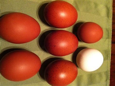 BLACK COPPER MARANS HATCHING EGGS 12+ | BackYard Chickens - Learn How ...