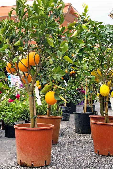 How to Grow Dwarf Citrus Trees | Gardener’s Path