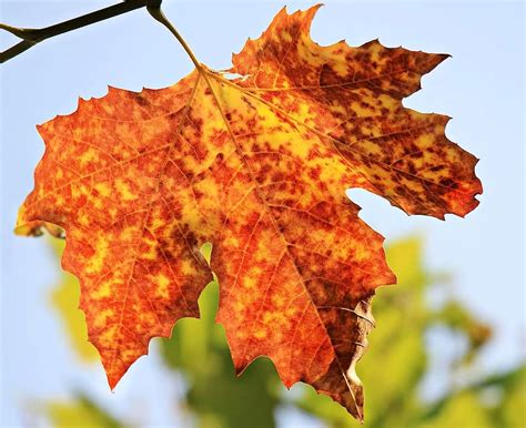 leaves background, leaves, leaf, autumn, colorful, foliage, nature, fall, seasons, vein, stem ...