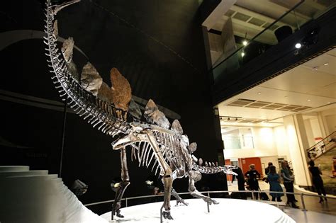 Stegosaurus fossil goes on permanent display at the Natural History ...