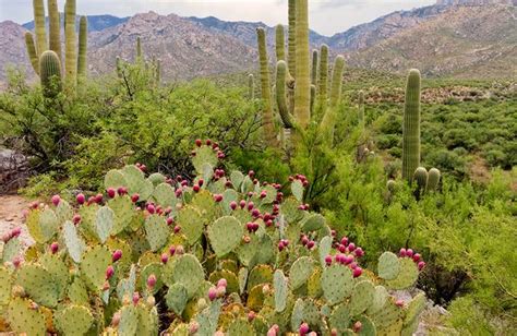 Desert Plants in Arizona | Arizona State Parks