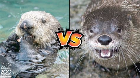 Sea Otter VS River Otter - YouTube