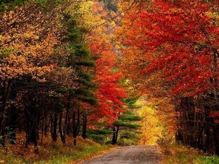 Upstate NY fall foliage: Unique ways to see fall's annual spectacle ...