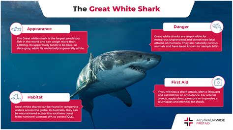 Largest Great White Shark Attack