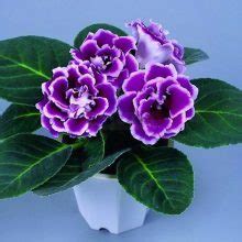 Multi-Varieties Gloxinia Seeds, Sinningia Gloxinia Seeds, 100pcs/pack