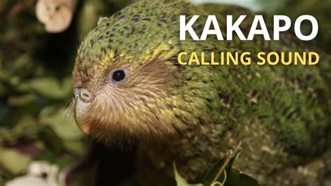 Kakapo Calling Sound || Suara Pemanggil Kakapo || Suara Pemanggil Betet ...