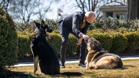 Major Biden: From the White House to the dog house? - 6abc Philadelphia