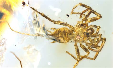 Spider-Like Creature With a Tail Was Just Found in 100 Million-Year-Old Amber | ARCHAEOLOGY WORLD