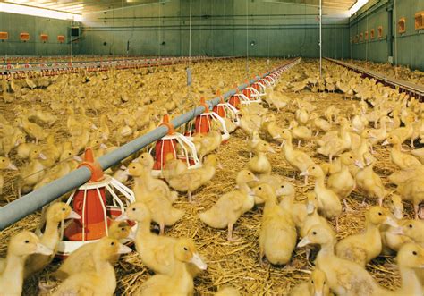 Pixelated poultry growing equipment for download | Poultry growing | Big Dutchman