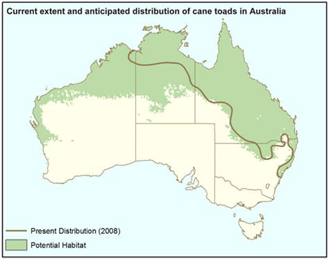 The cane toad (Bufo marinus) - fact sheet - DCCEEW