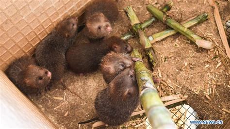 Breeding of bamboo rats helps farmer's family get out of poverty in ...