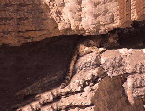 Tracking the elusive snow leopard, Spiti