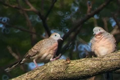 Burung Perkutut Betina yang Bagus untuk Penangkaran Bisa Dilihat dari 3 Hal Ini, Yuk Simak - Ayo ...