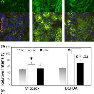 (a–c) Representative images of ex vivo staining with MitoSOX (top row ...