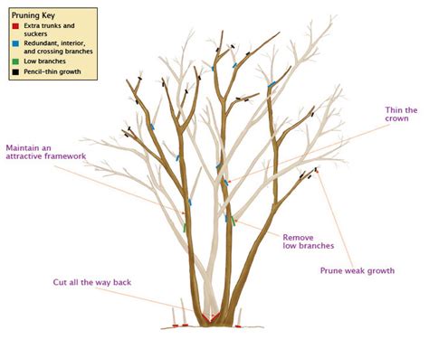 Tree and Shrub Pruning Guide | Fairview Garden Center