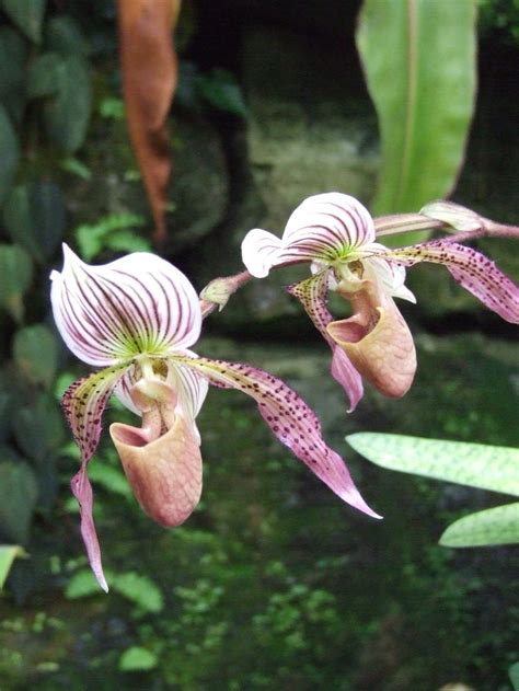 orchid, Selby Botanical Gardens | Orchids, Botanical gardens, Botanical