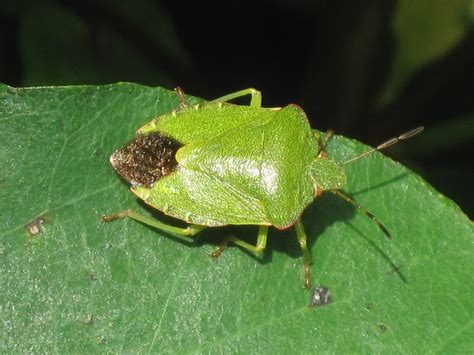 File:Palomena prasina (Green shield bug) adult, Westenschouwen, the ...