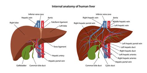 Human liver gallbladder blood vessel model Anatomy of human structure of hepatic artery and vein ...