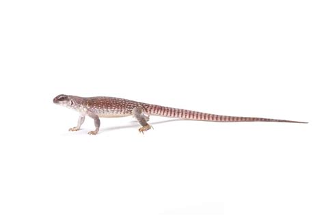 Desert Iguana: Keys to a Happy & Healthy Pet (FAQs Answered) - Tendig