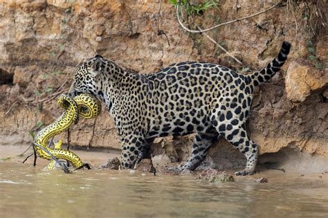 Un jaguar acaba de cazar una anaconda amarilla en aguas del río Vuiaba, Mato Grosso, Brasil ...