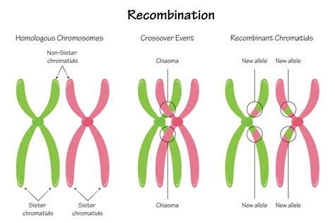 Chiasma Chromosome Recombination 7165650 Vector Art at Vecteezy