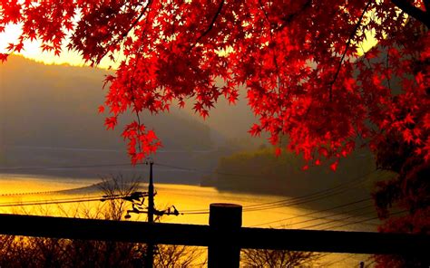 Free photo: Red Autumn Leaves - Autumn, Leaves, Maple - Free Download - Jooinn