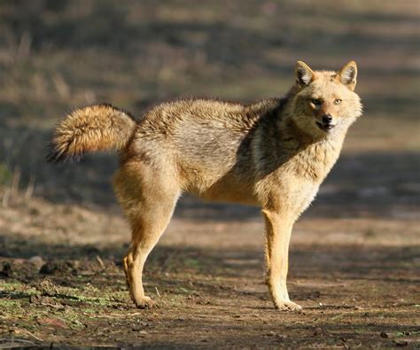 Birding Poole Harbour & Beyond: 31 March 14 - Indian Mammals Fest