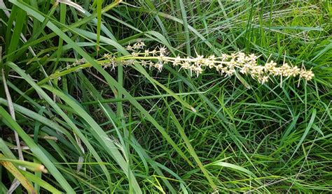 Lomandra-longifolia_leavesseeds – Bungalook Native Nursery