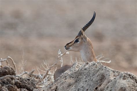 Birds of Saudi Arabia: Arabian Gazelle – Farasan Islands