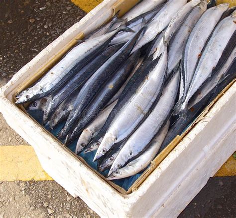 Pacific saury stock image. Image of season, japanese - 42014413