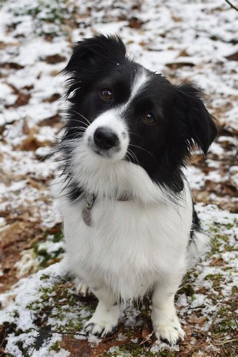 Border Collie Size Guide (Teacup, Mini & Standard)