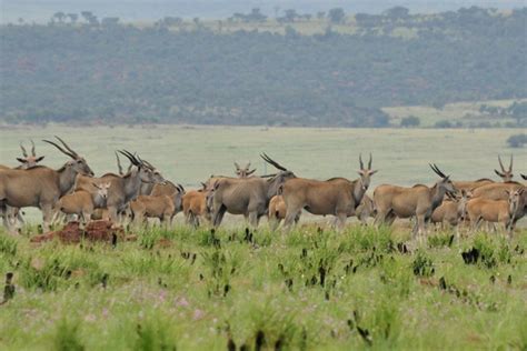 Eland in Ezemvelo Nature Reserve - Africa Geographic