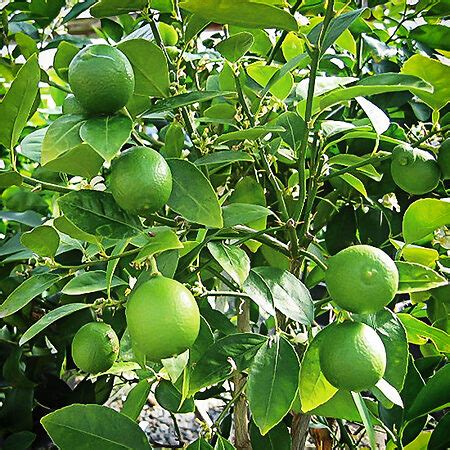 Mexican Lime Tree For Sale Online | The Tree Center