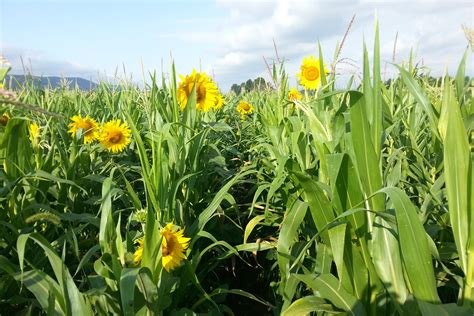 Polycultures: Using biodiversity to increase crop productivity and ...