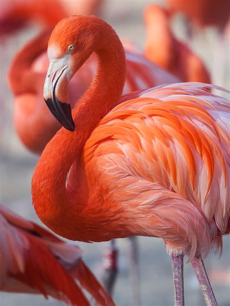 Flamingo history and some interesting facts