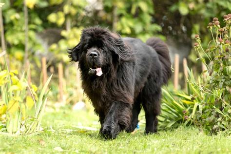 10 Best Newfoundland Breeders (2024): Our Top 10 Picks!