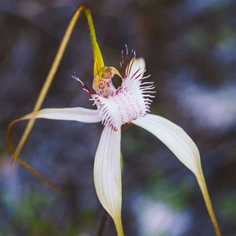 White Spider Orchid - bushblock