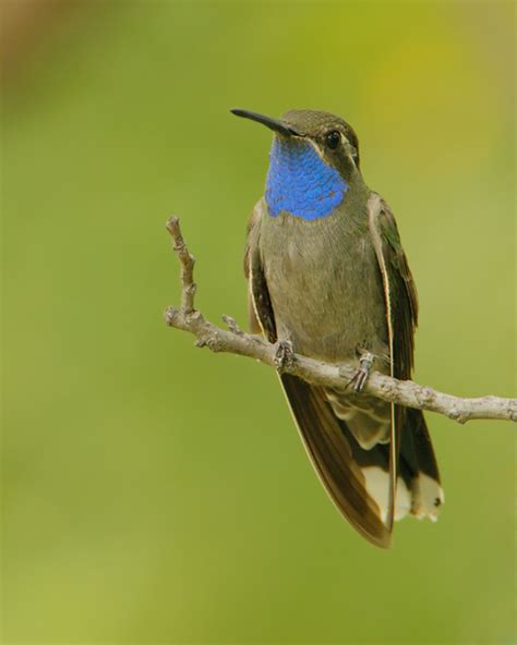 Blue-throated Hummingbird 1