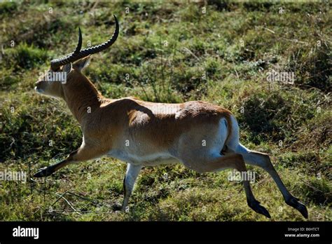 Aerial view of Red Lechwe running Kobus leche in the Okavango Delta Botswana Stock Photo - Alamy