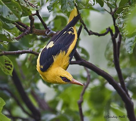 Eurasian Golden Oriole | It has been raining heavily during … | Flickr