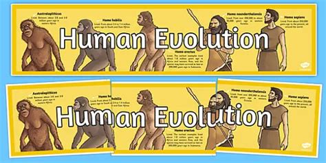 Human Evolution Timeline For Kids