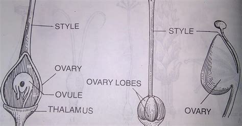 Gynoecium or Pistil :-Gynoecium or pistil in angiosperm portion. A ...