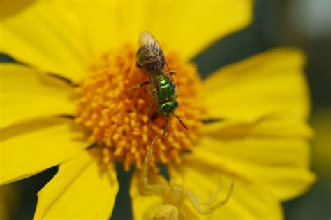 Bug of the Week: Sweat Bee Danger – Growing With Science Blog