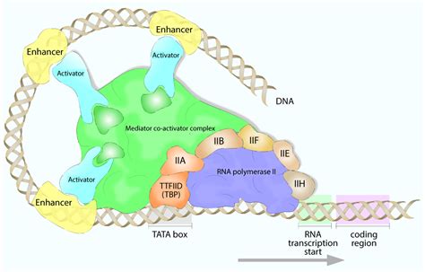 Structure Of Rna Polymerase In Eukaryotes