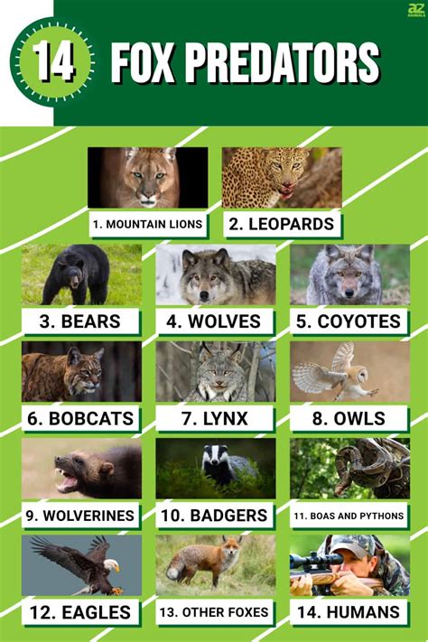 Fox Predators: What Eats Foxes? - A-Z Animals