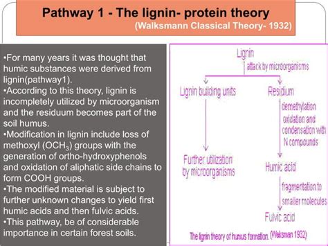 Process of humus formation