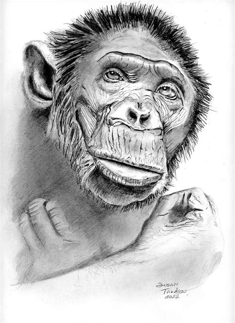 Realistic Monkey Drawing