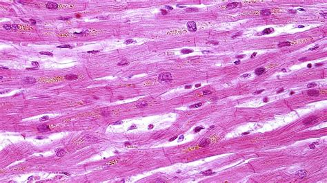 Cardiac Muscle Histology Diagram Quizlet | The Best Porn Website