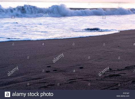 turtle rescue in Monterrico Guatemala Stock Photo - Alamy