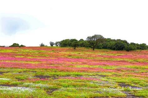 KAAS Plateau of Flowers Satara